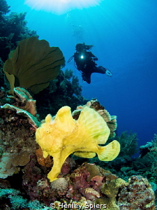 Giant Yellow Froggie by Henley Spiers 